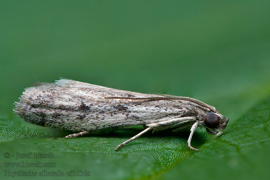 Phycitodes albatella