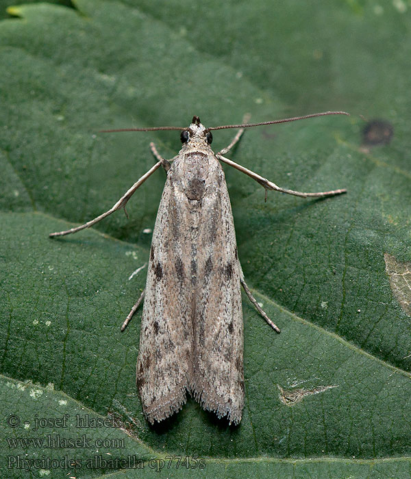 Phycitodes albatella