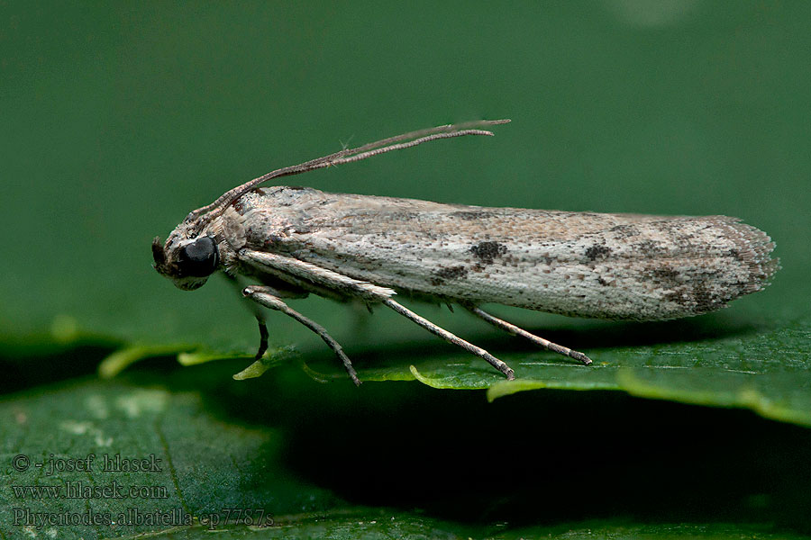 Phycitodes albatella