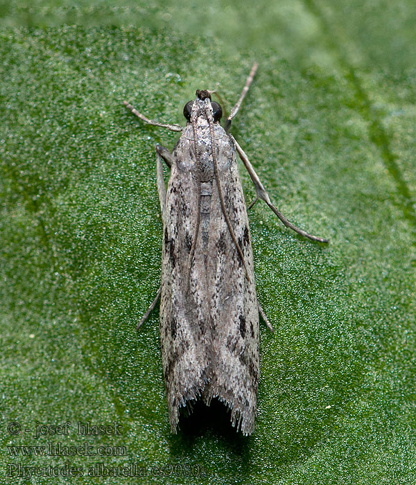 Phycitodes albatella