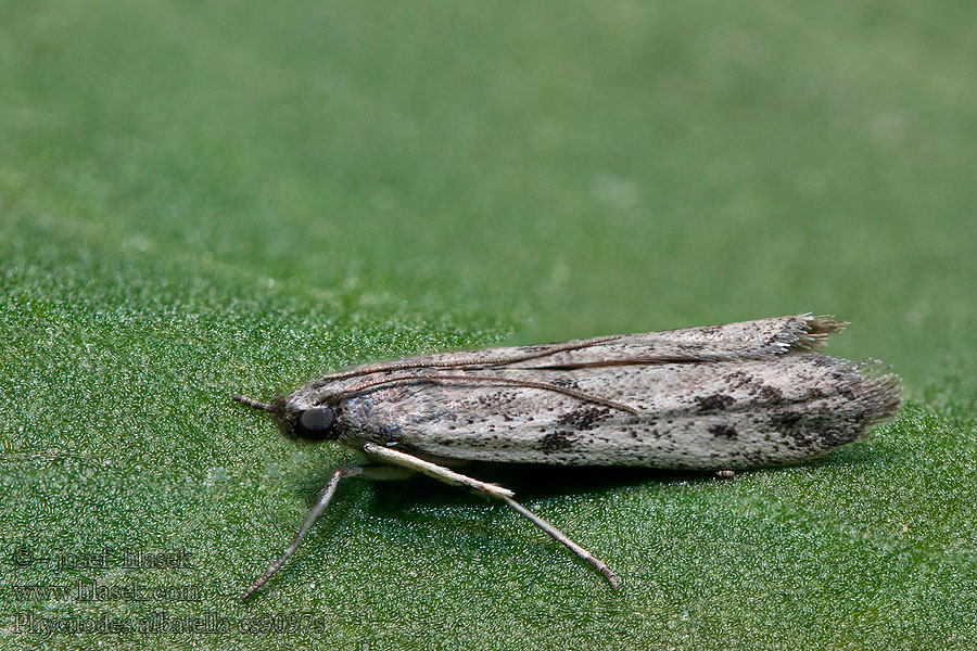 Phycitodes albatella