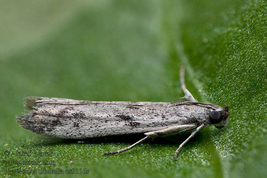 Phycitodes albatella