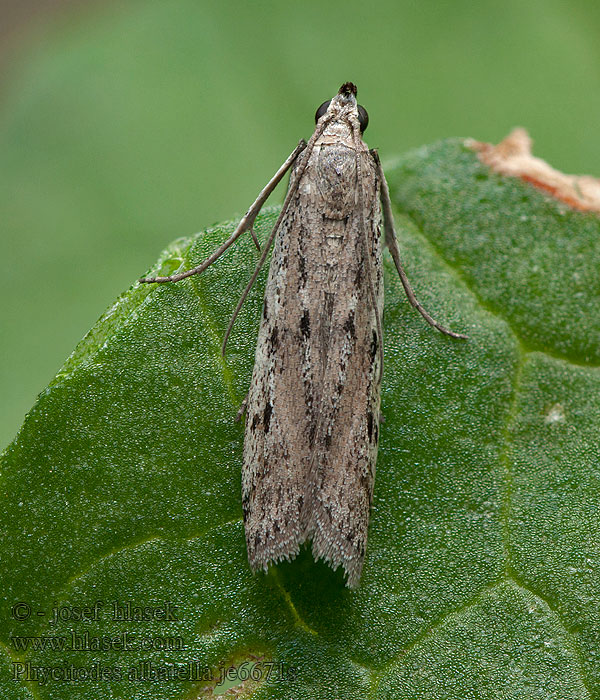 Phycitodes albatella