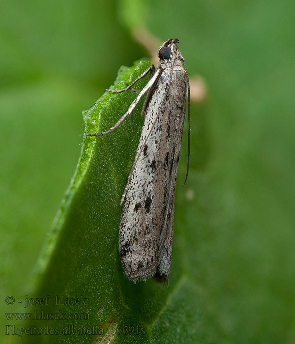 Phycitodes albatella