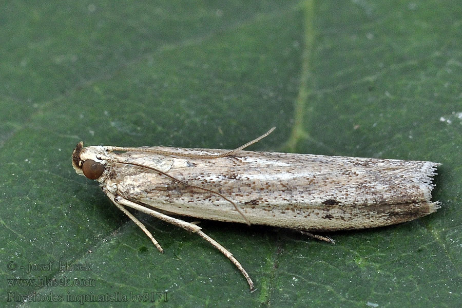 Phycitodes inquinatella Vijačka astrová