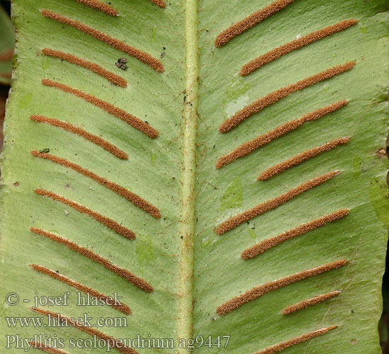 Phyllitis scolopendrium Hirschzungenfarn Hart's-tongue fern Tongvaren