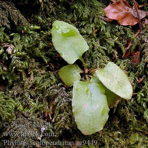 Phyllitis scolopendrium Hart's-tongue fern Tongvaren Linwe cier