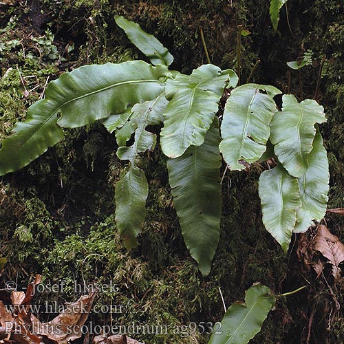 Phyllitis scolopendrium Tongvaren Linwe cier Języcznik zwyczajny