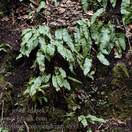 Phyllitis scolopendrium Języcznik zwyczajny Jazyk jelení