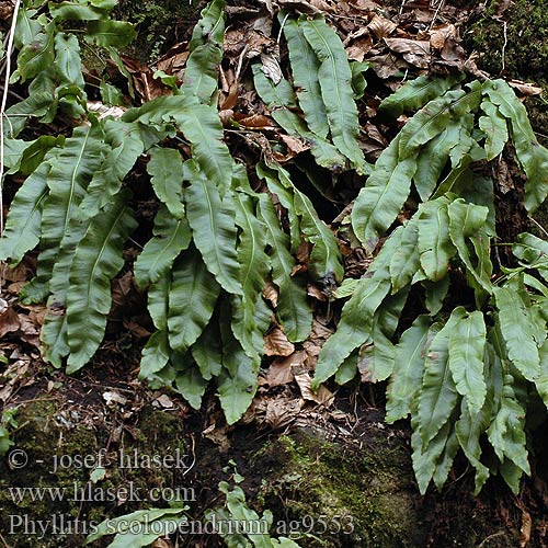 Phyllitis scolopendrium Jazyk jelení Lengua ciervo Hjortetunge