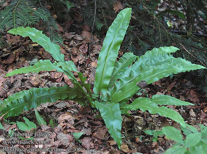 Phyllitis scolopendrium Scolopendre langue-de-cerf Scolopendria comune