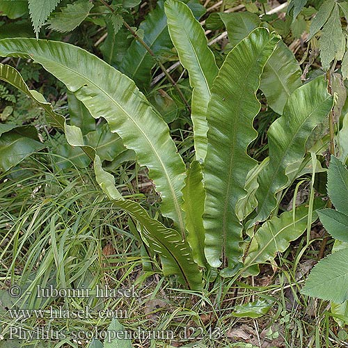 Phyllitis scolopendrium Lingua cervina Gímpáfrány