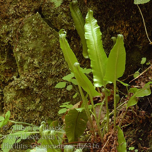 Phyllitis scolopendrium Костенец сколопендровый листовик 对开蕨