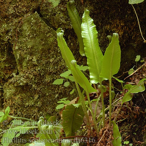 Phyllitis scolopendrium Костенец сколопендровый листовик 对开蕨