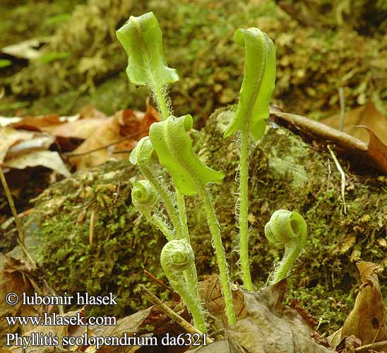 Phyllitis scolopendrium 对开蕨 Hjorttunga Hirschzungenfarn