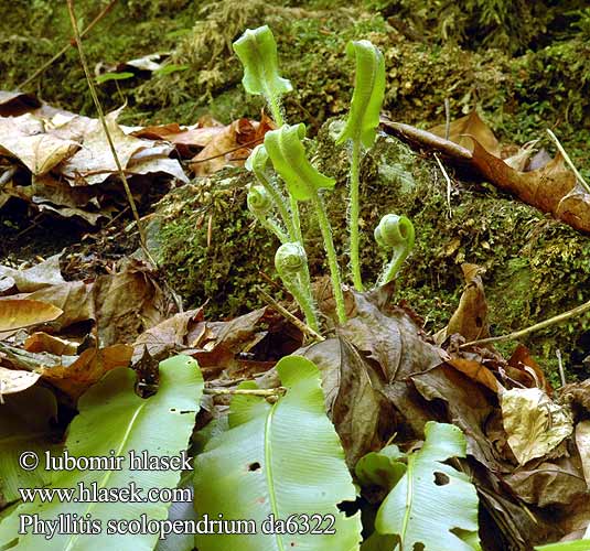 Phyllitis scolopendrium Lingua cervina Gímpáfrány Костенец сколопендровый