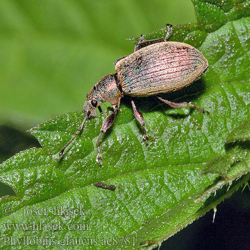 Phyllobius glaucus