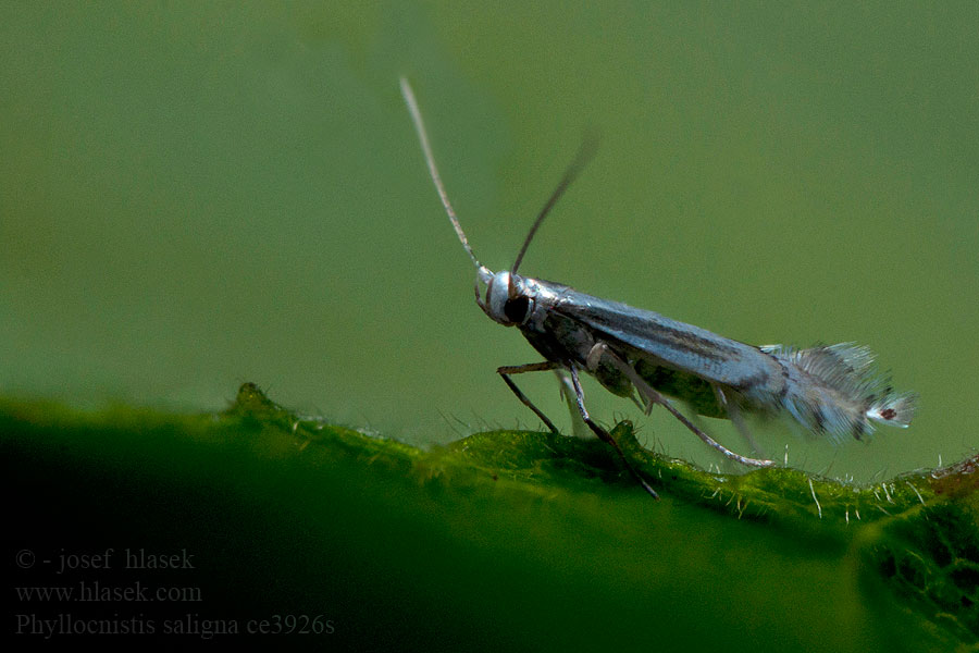 Phyllocnistis saligna Listovníček vrbový Willow Bent-wing