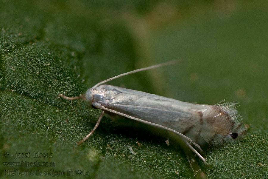 Wilgenslakkenspoormot Pilsaftmal Phyllocnistis saligna