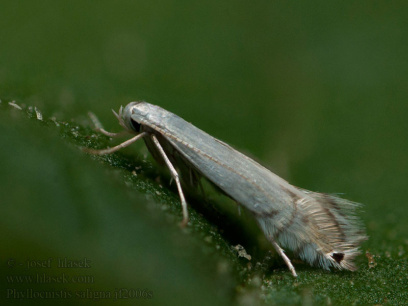 Моль-сокоедка ивовая Phyllocnistis saligna