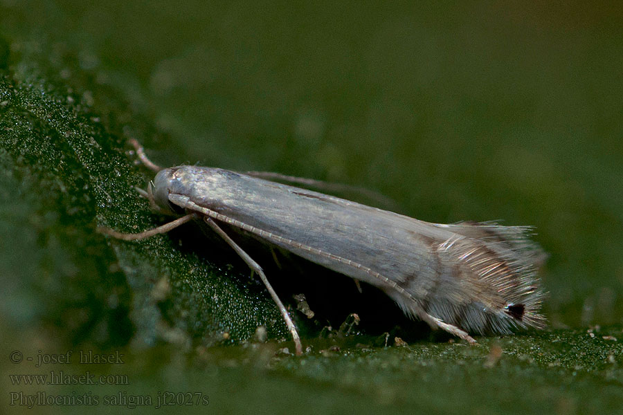 Listovníček vrbový Willow Bent-wing Phyllocnistis saligna