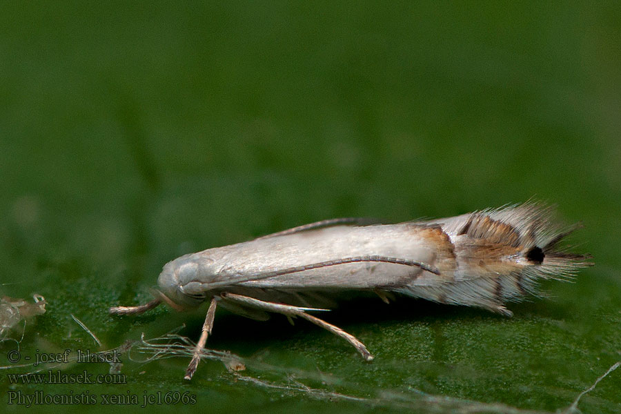Phyllocnistis xenia
