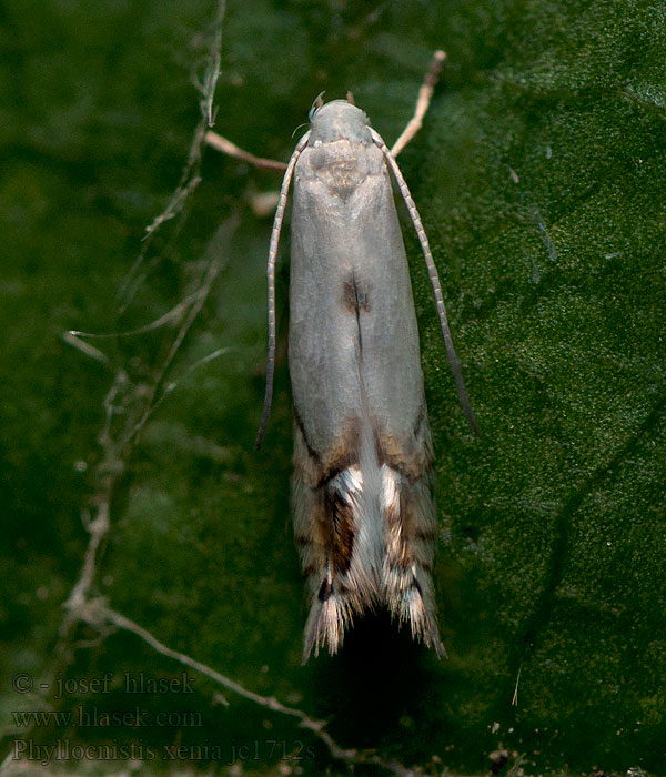 Kent Bent-wing Printplaatmot Phyllocnistis xenia