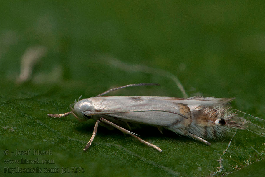 Phyllocnistis xenia Kent Bent-wing Printplaatmot