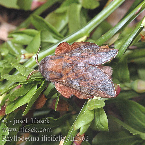 Phyllodesma ilicifolia Small Lappet Priadkovec cezmínový