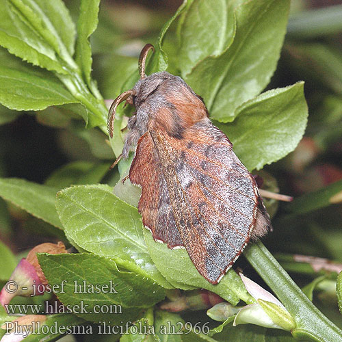 Phyllodesma ilicifolia Feuille morte Yeuse Коконопряд выемчатокрылый