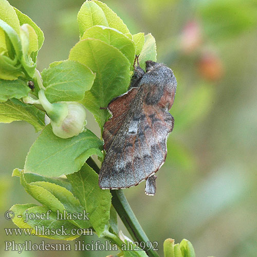 Phyllodesma ilicifolia Barczatka borówczanka Hulstblad Cserlevél-pohók