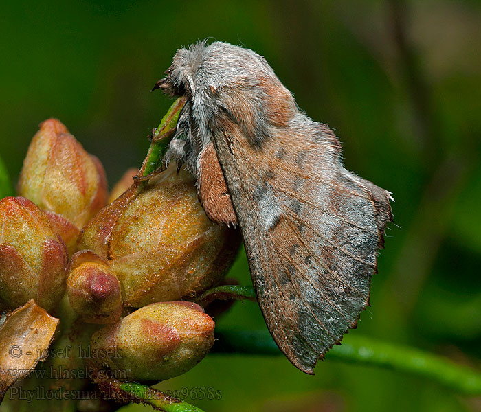 Phyllodesma ilicifolia Rødbrun bladspinner Hede-takspinder