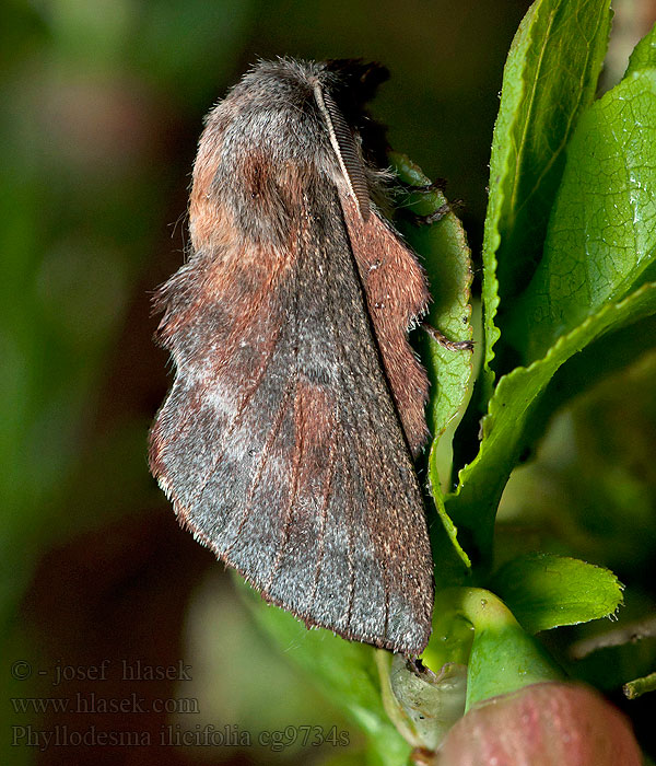 Small Lappet Phyllodesma ilicifolia