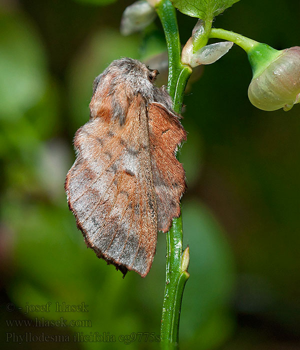 Priadkovec cezmínový Phyllodesma ilicifolia