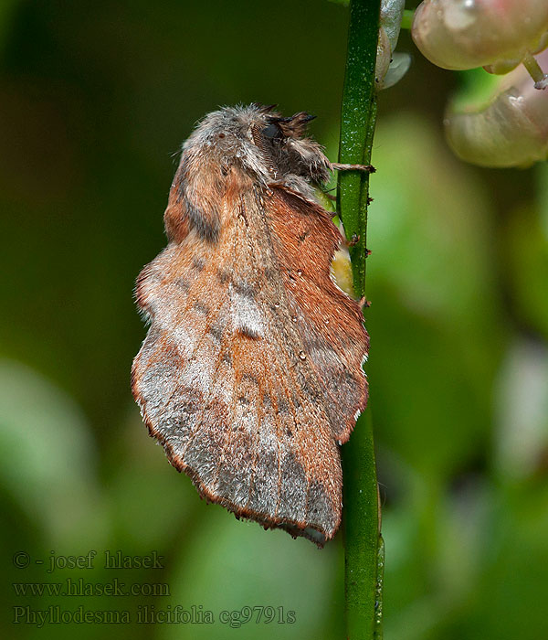 Feuille morte Yeuse Phyllodesma ilicifolia