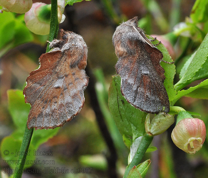 Barczatka borówczanka Phyllodesma ilicifolia