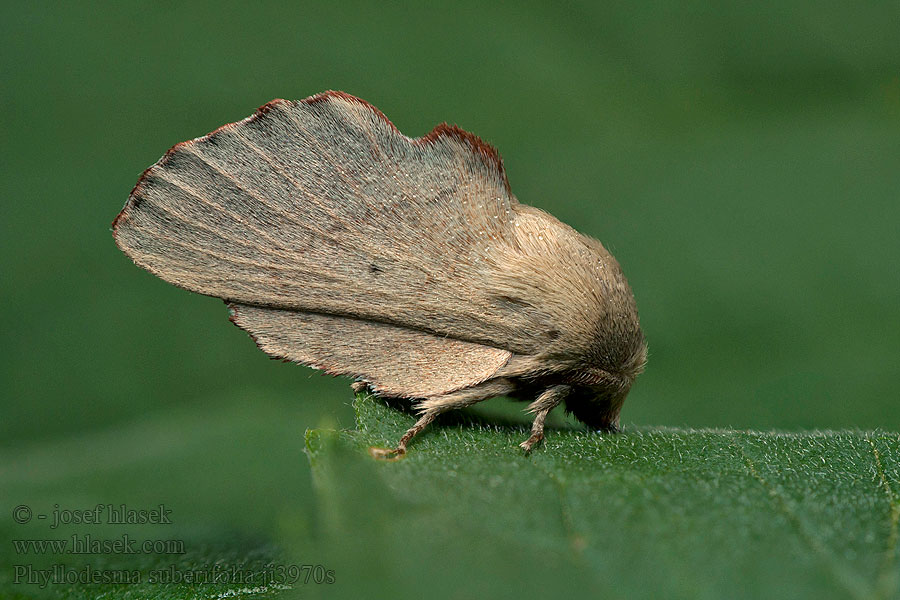 Cork-oak Lappet Feuille-Morte Phyllodesma suberifolia suberifolium