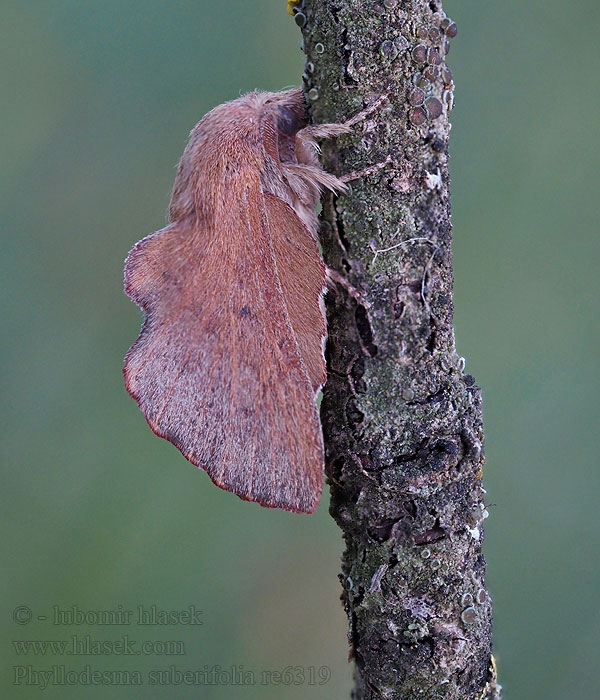 Phyllodesma suberifolia suberifolium Chêne-Liège Espanjanniittykehrääjä