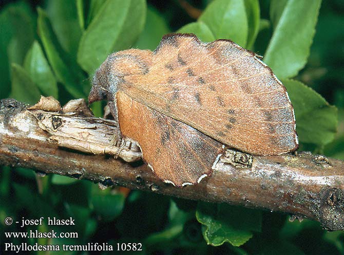 Phyllodesma tremulifolia Kleine Eichenglucke Bourovec zejkovaný