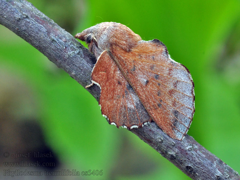 Phyllodesma tremulifolia