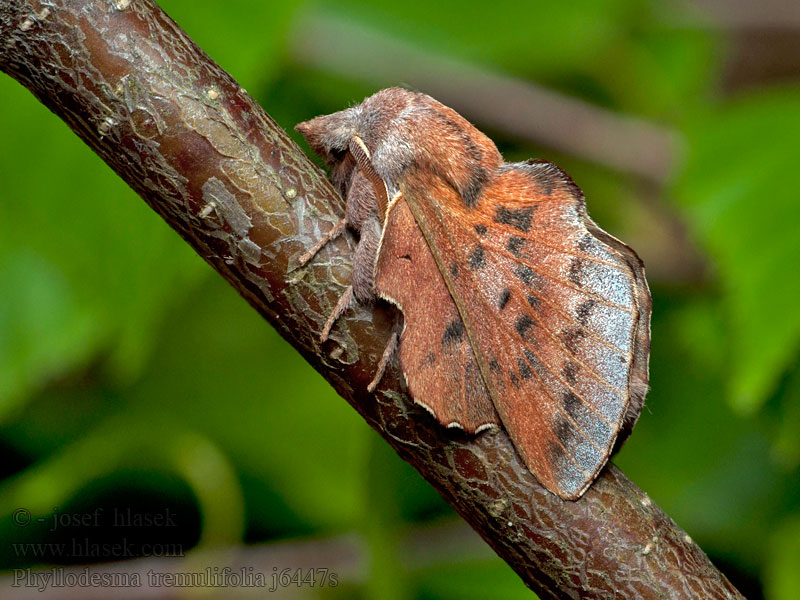 Phyllodesma tremulifolia