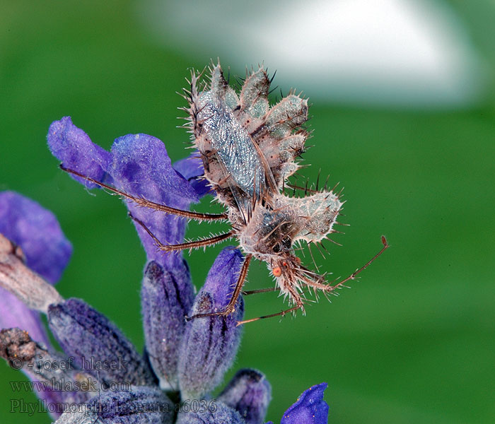 Phyllomorpha lacerata