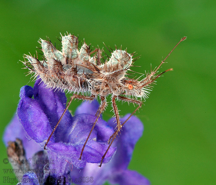 Phyllomorpha lacerata