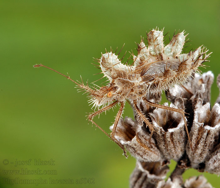 Phyllomorpha lacerata