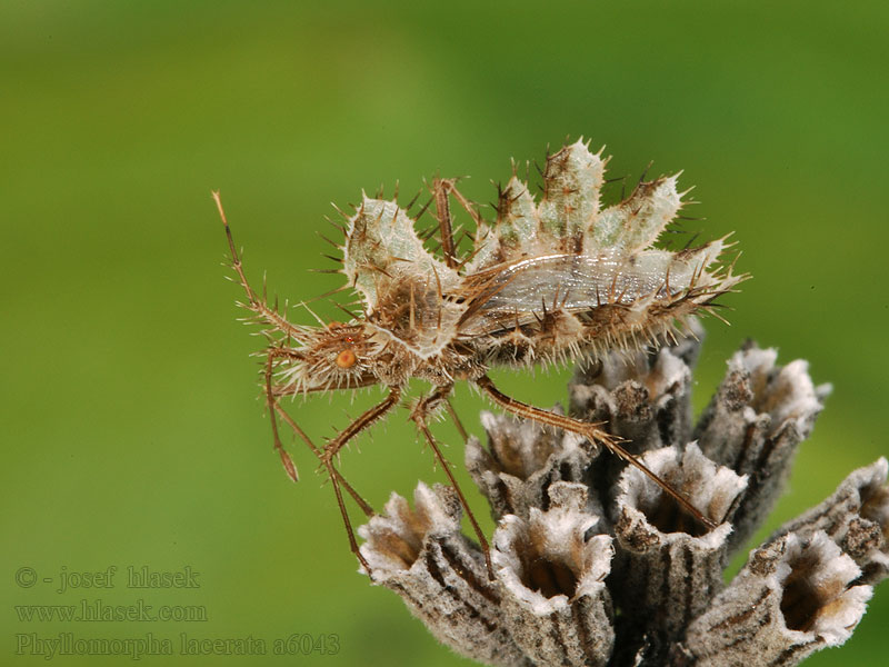 Phyllomorpha lacerata