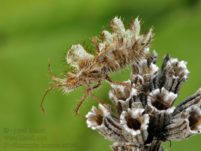 Phyllomorpha lacerata