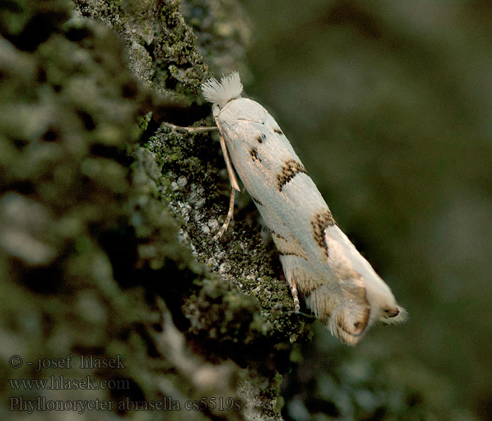 Phyllonorycter abrasella