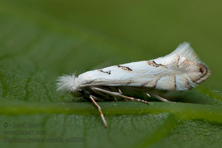 Phyllonorycter abrasella