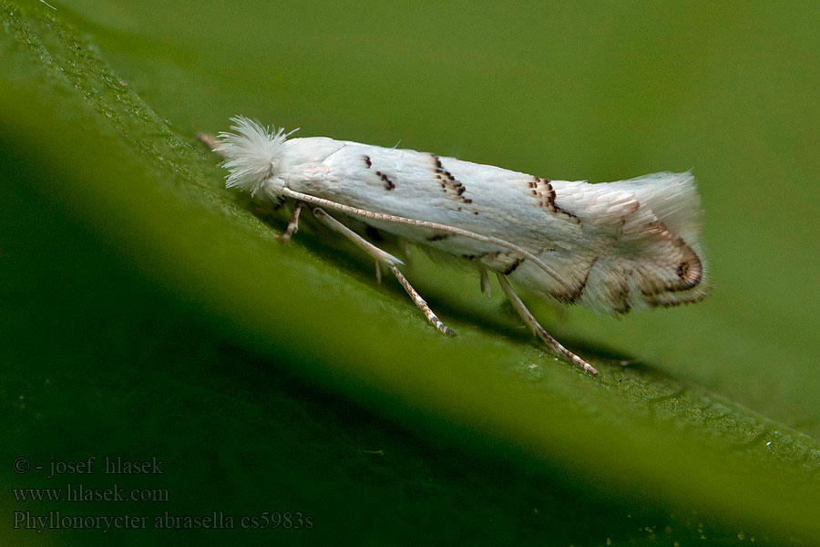 Phyllonorycter abrasella