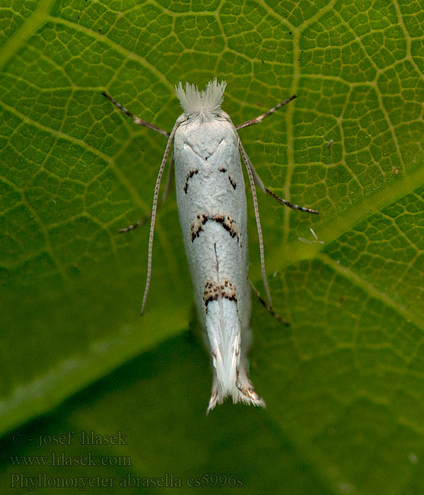 Phyllonorycter abrasella